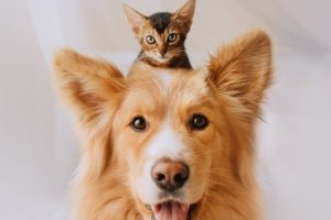 Negozio per animali a Roma est